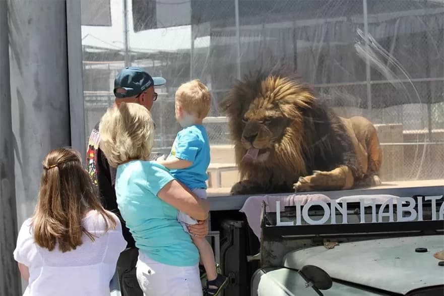 Lion Habitat Ranch - Las Vegas Attractions
