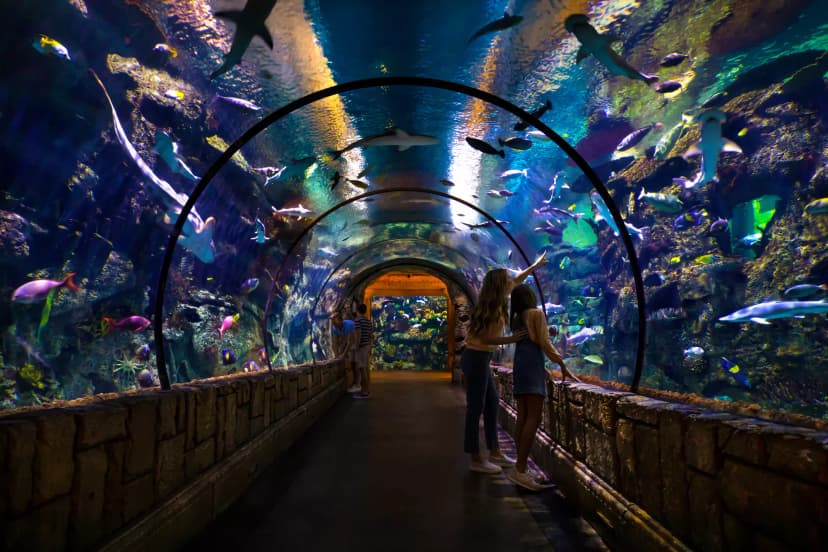 Shark Reef Aquarium in Las Vegas — A 1