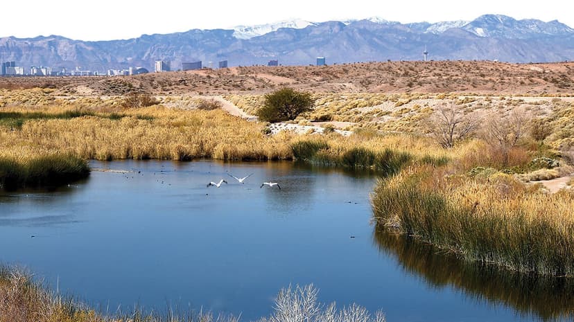 Clark County Wetlands Park in Las Vegas — A 2,900-acre urban wetland on the Las Vegas Wash with paved trails, a nature center, and 300+ bird species — 20 minutes east of the Strip